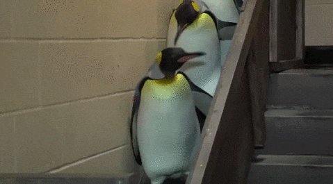 гифки, пингвины, милота