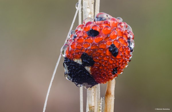 Коровка и роса