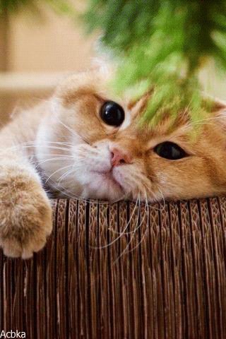 file_77821655