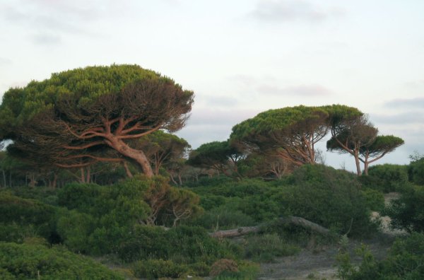 Пиния (Сосна пиния, Сосна итальянская, Pinus pinea)