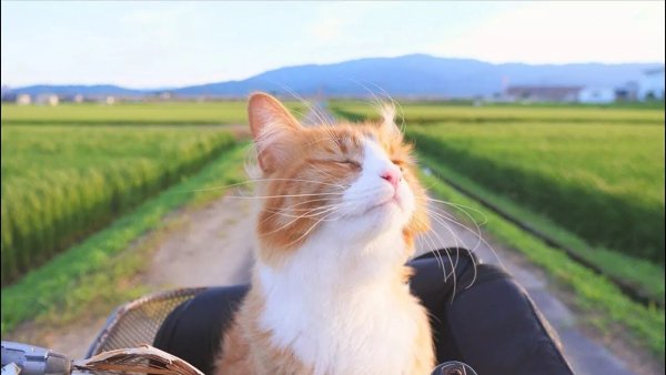 Неизвестный - Без названия