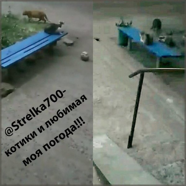 @Strelka700 - Котики и моя любимая погода...