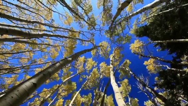 Неизвестный - Дева моя Земля