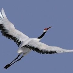 Песни души - Журавли