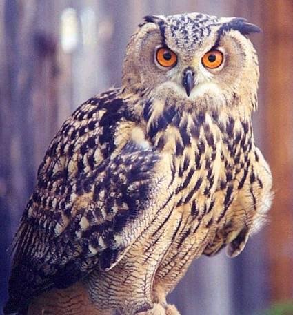  - Филин Bubo.bubo.mp3