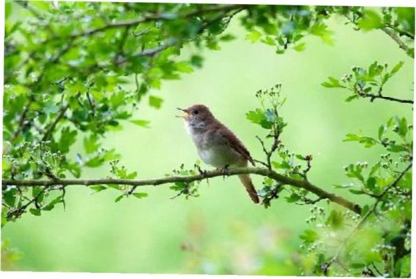 Рассветные - Brecklands Dawn Chorus