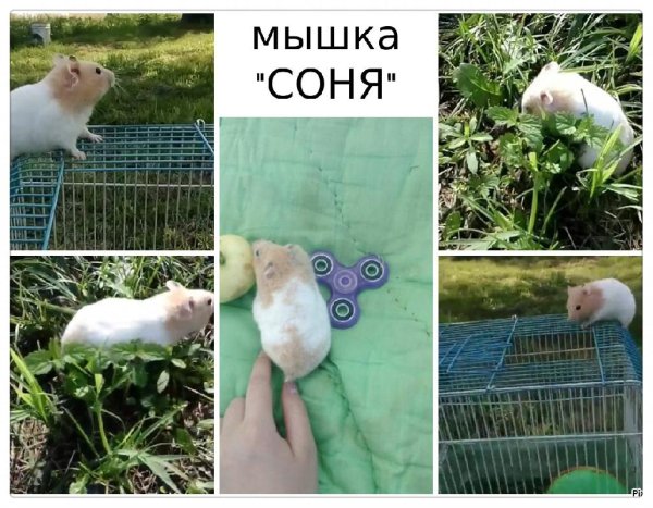 @Strelka700 - Мышка "Соня", гуляет и  какая красивая...