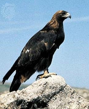  - Беркут Aquila.chrysaetos.mp3