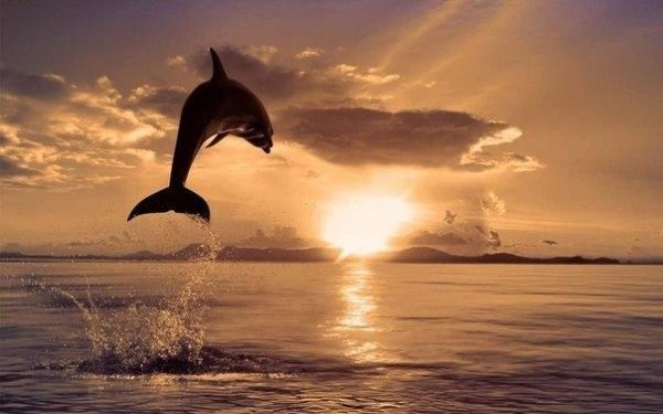 Savvas Savva - Dolphins Delight part 4