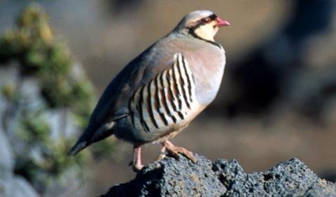  - Кеклик Alectoris.graeca.mp3