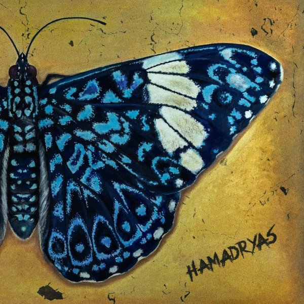 Hamadryas - BATALLAS EN SILENCIO