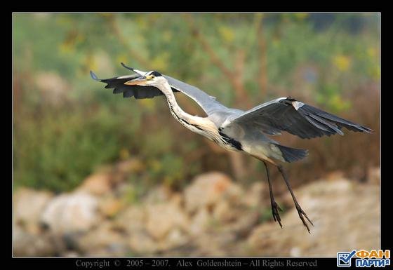  - Цапля серая Ardea_cinerea.mp3