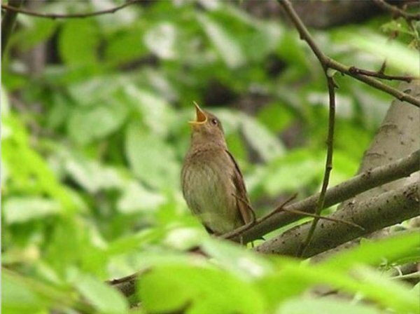 Песня Птиц - Bird Song
