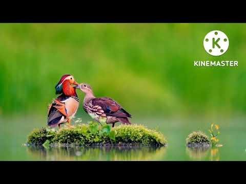 Неизвестный - Relaxe Music.Leo Rojas-Der einsame Hirte.Instr.Cover-Dariusz Ejdys.