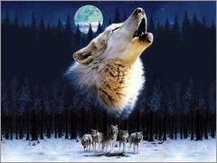 Wolf  life - voi  sms