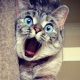 Кот - Cat sings.mp3