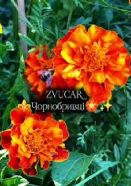 ZVUCAR - Чорнобривці(Хіт 2026)