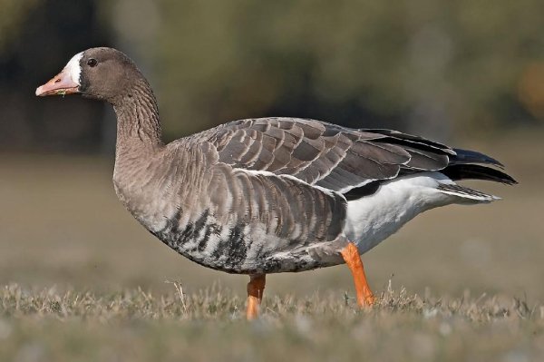 Неизвестный - Гусь белолобый 3 (Anser albifrons)