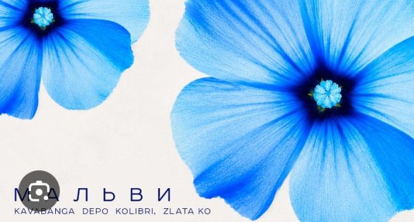 kavabanga Depo kolibri Zlata Ko - Мальви
