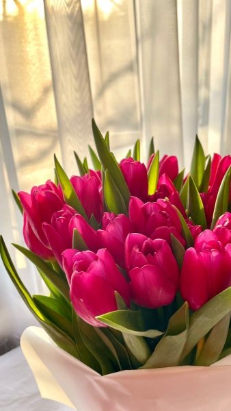 Ші - Тюльпани на світанку (Dance)