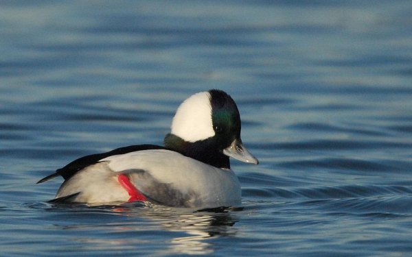 Неизвестный - Гоголь малый 1 (Bucephala albeola)