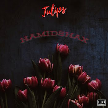 Hamidshax - Tulips