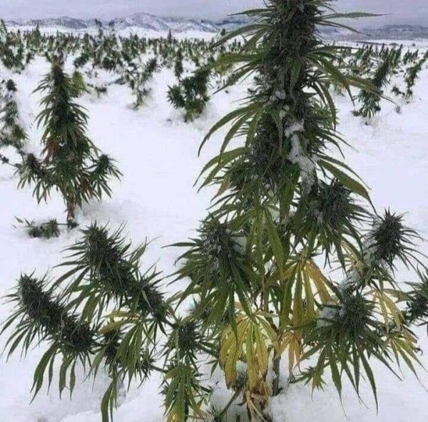 Тото - куда иду я за тобой скажи - Куда иду я за тобой скажи