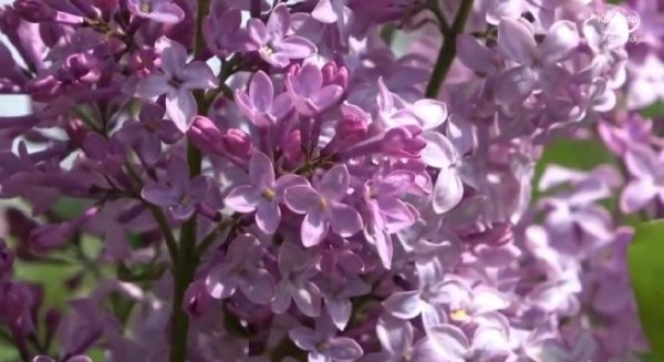 2012Iliya - релакс Шопен красивая, успокаивающая музыка