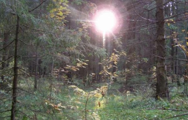 Терминатор - История