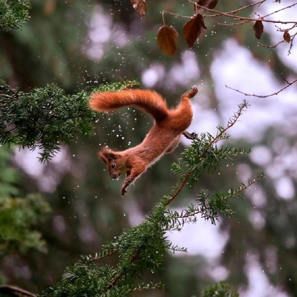 Szentpeteri Csilla - Intro Inferno