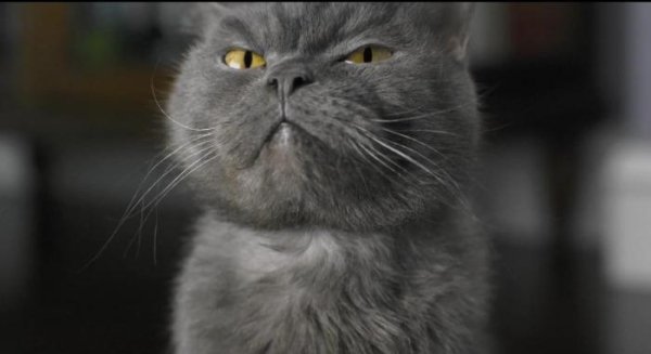 Реклама - Мегафона с котом