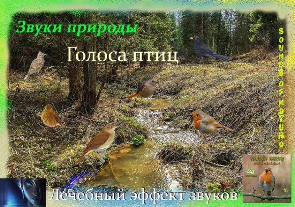 Голоса птиц \ Звуки природы - ✔плейлист: Лечебный эффект звуков (Сборник)