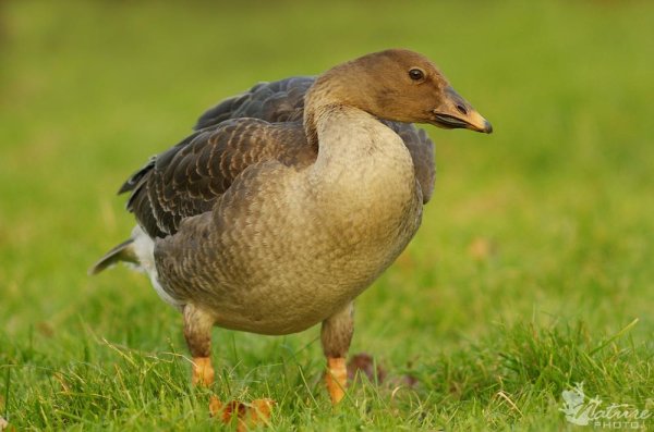 Неизвестный - Гуменник 2 (Anser fabalis)