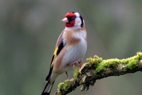 Щегол - Пение моего щегла