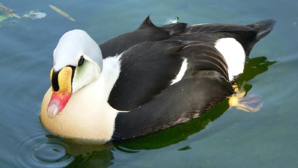 Неизвестный - Гага-гребенушка 1 (Somateria spectabilis)