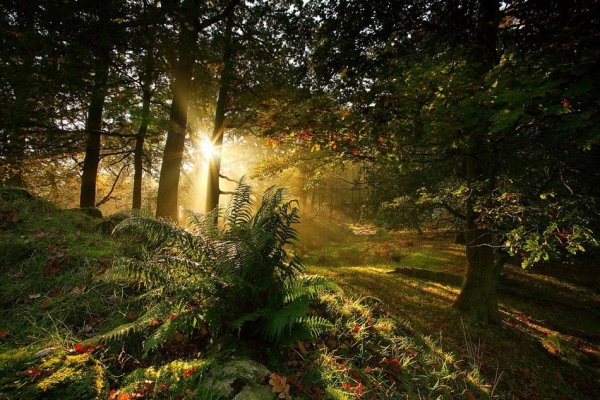 Английский Рассвет - English Dawn Chorus