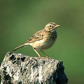  - Конек полевой Anthus_campestris.mp3