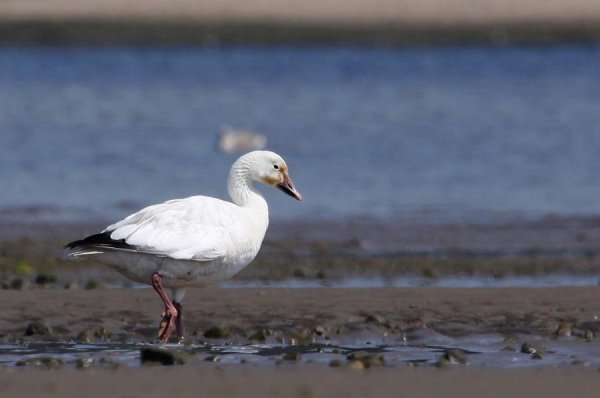 Неизвестный - Гусь белый 1 (Anser caerulescens)