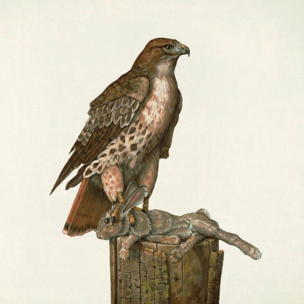 Federale - Heidi Theme