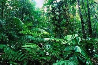 Дождь в джунглях - Befreiender Nieselregen im Dschungel