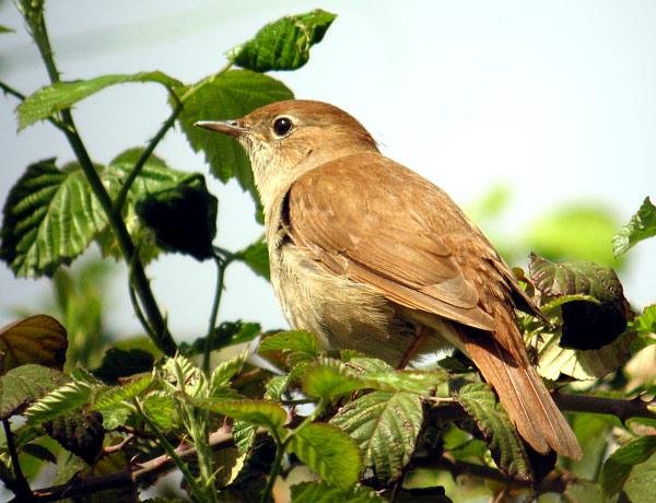 соловей - Smart birds with kosmos music