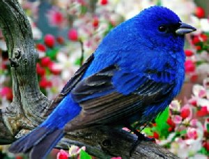  - Пение птиц