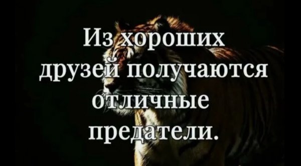 Alpha SunoAi - Свои не предают ... 2026