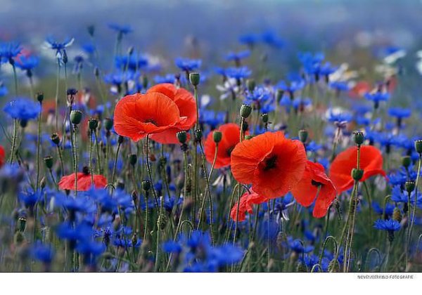  Владимир Маркин - Ольга