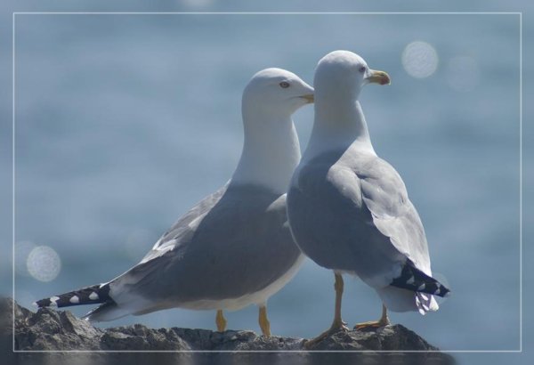 l.argentatus.mp3 - Серебристая чайка