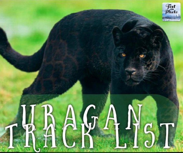 T.me/CARMUSIC_TG - Notorious (Cat Transition) - Maga