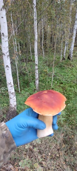 Радославия - Другие с очами и личиком светлым