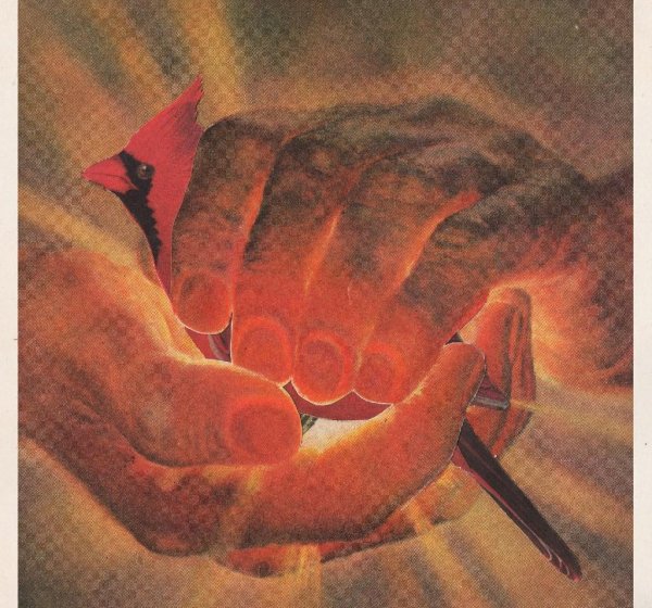 Bouquet - Seed