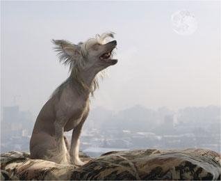 Sobaki - Разбудят любого