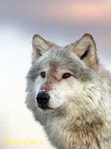 Голоса животных - Вой волка и лай собаки